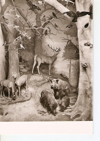 Postal 036550 : Hessisches Landesmuseum Darmstadt. Zoologische Abteilung
