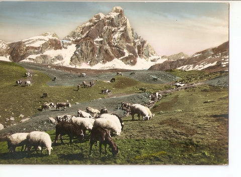 Postal 036757 : Rebaño pastando