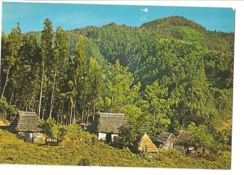 Postal 036766 : Santana (Madeira). Casas tipicas