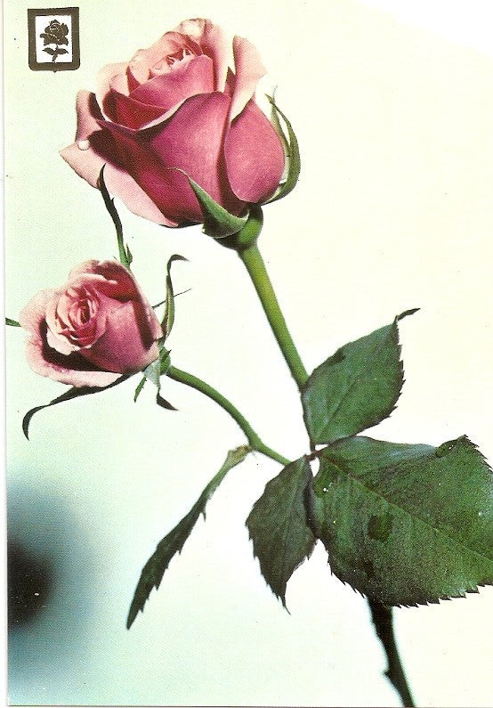 Postal 037078 : Coleccion de Flores