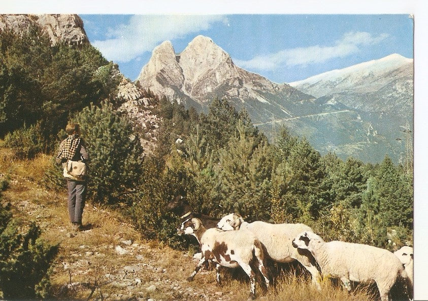 Postal 037122 : Rebaño