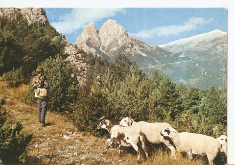Postal 037122 : Rebaño