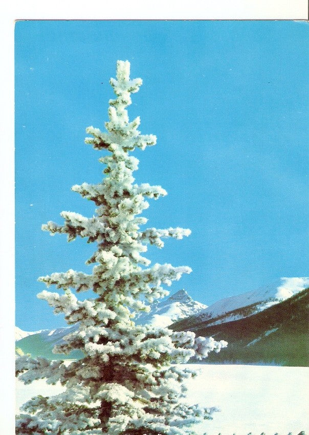 Postal 037280 : Arbol nevado
