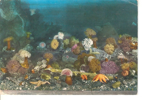 Postal 037428 : The Aquarium in Bergen (Norway)