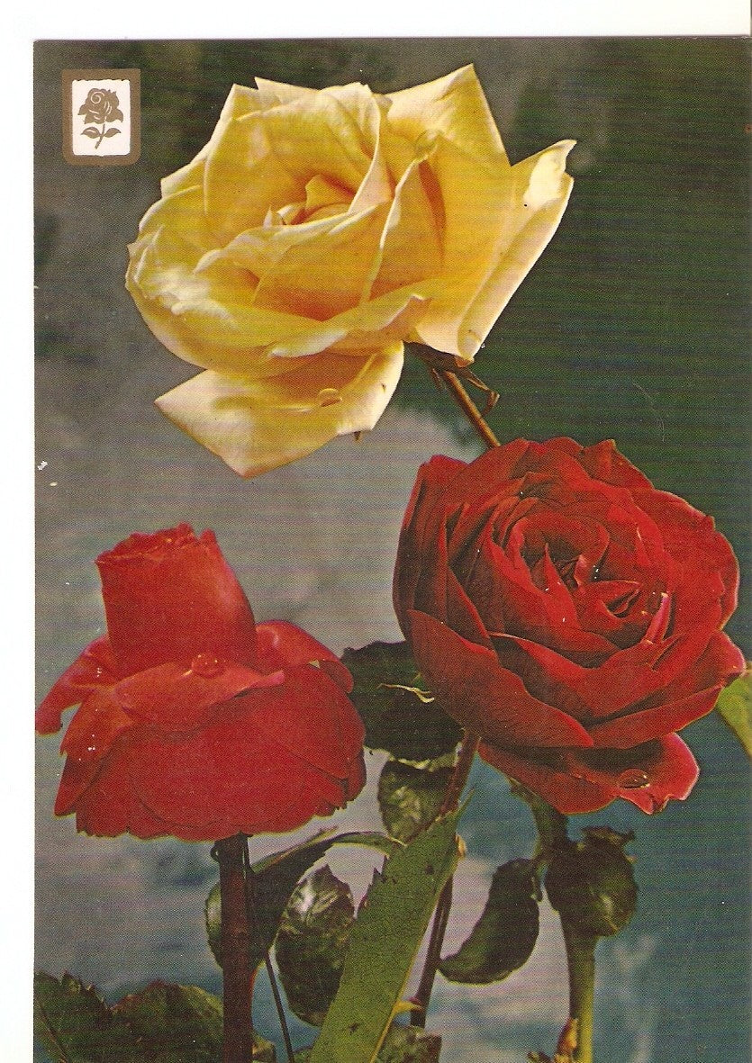 Postal 037763 : Coleccion de flores