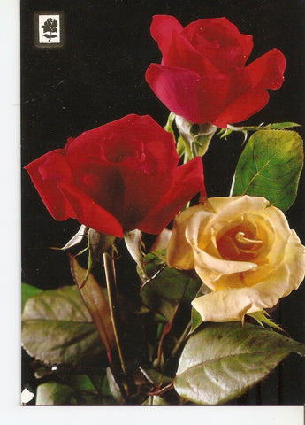 Postal 037767 : Coleccion de Flores