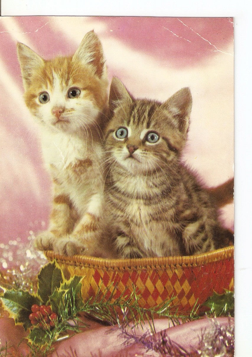 Postal 037770 : Gatos