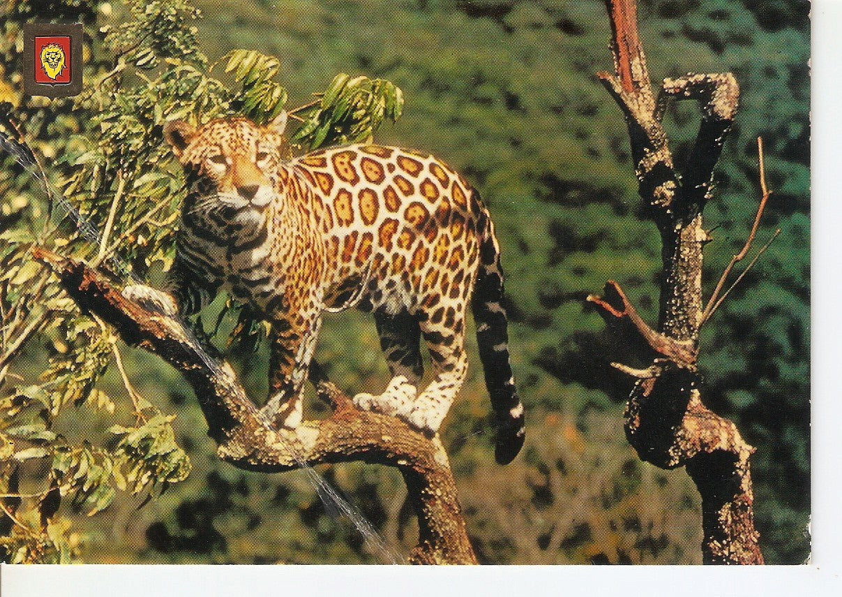 Postal 037806 : Animales Salvajes