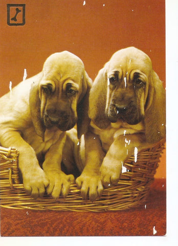 Postal 037828 : Cesta con dos perros