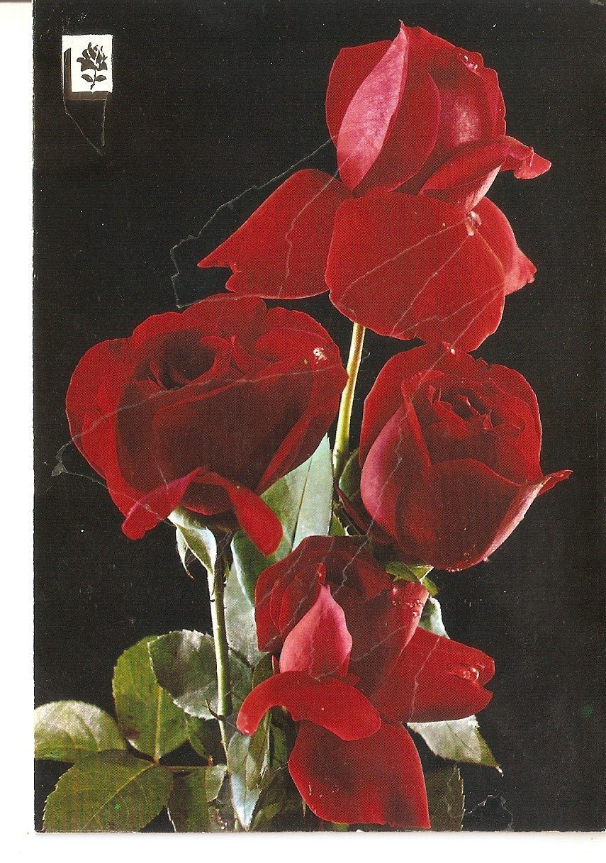 Postal 037833 : Rosas rojas