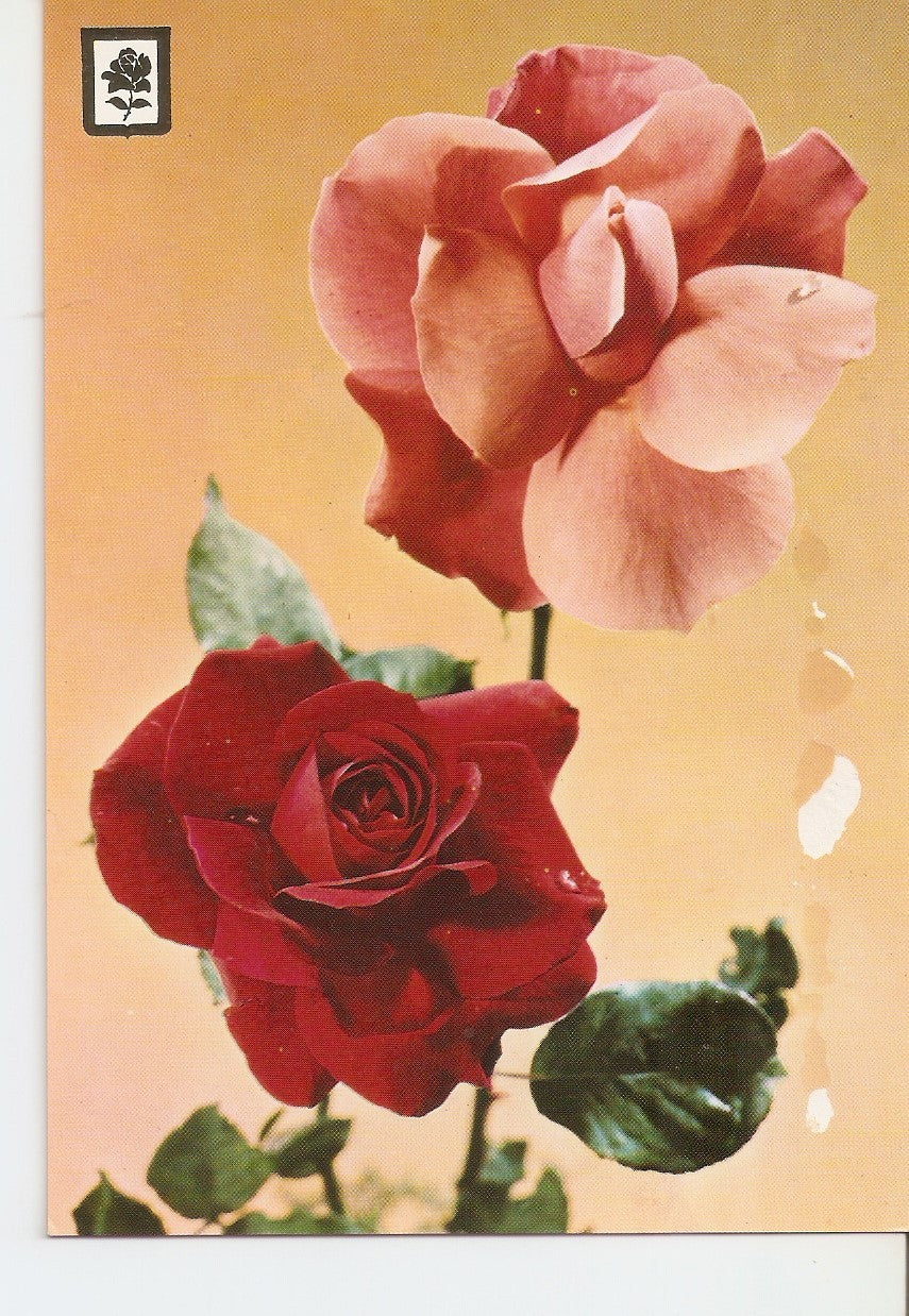 Postal 037966 : Coleccion de Flores