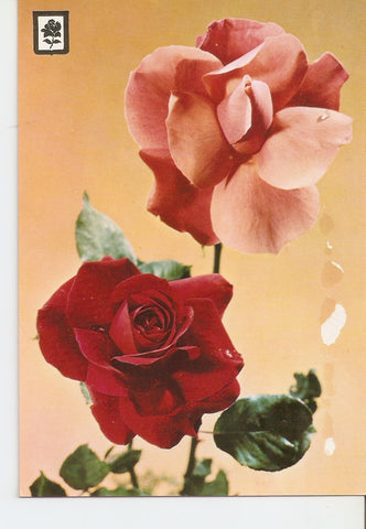 Postal 037966 : Coleccion de Flores