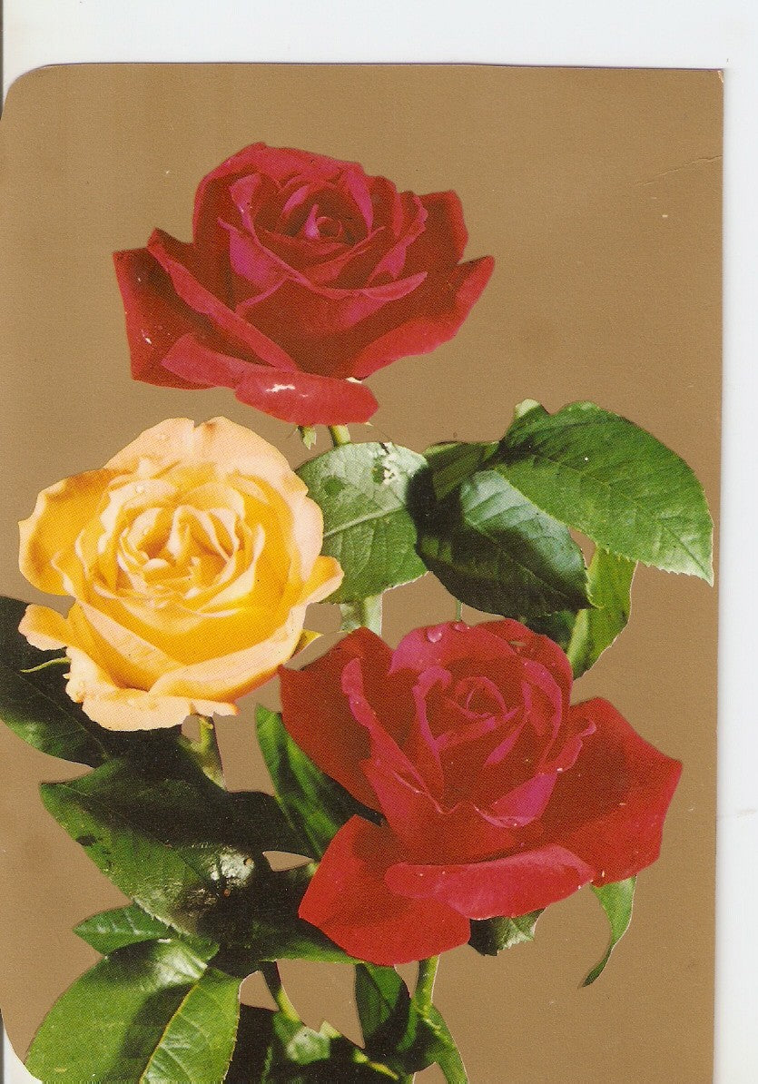 Postal 038124 : Rosas  
