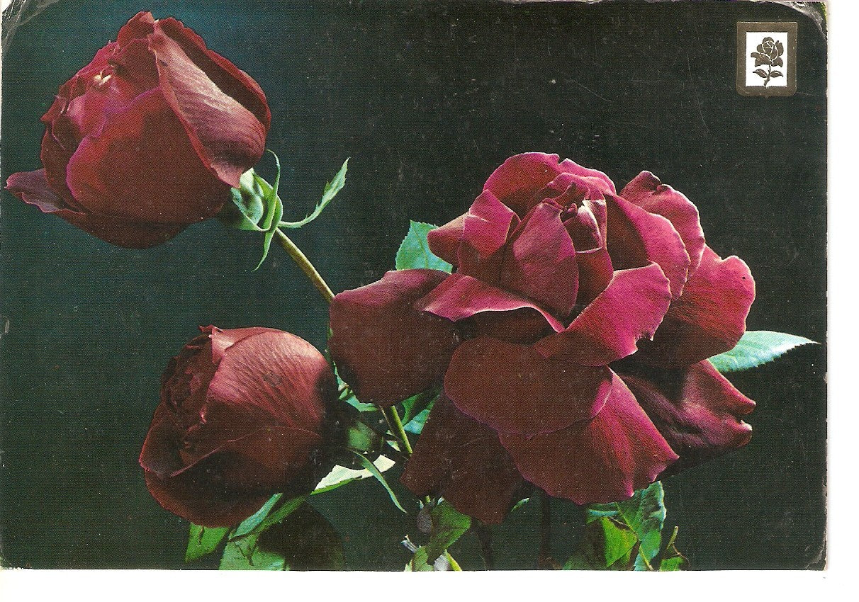 Postal 038304 : Coleccion de Flores