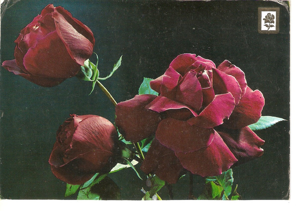 Postal 038304 : Coleccion de Flores