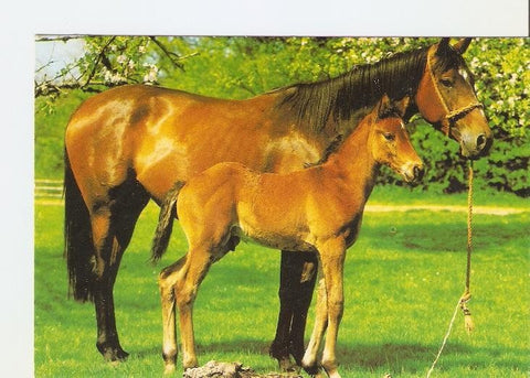 Postal 022298 : Yegua y su cria