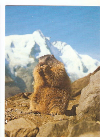 Postal 039055 : Murmeltier am GroBglockner