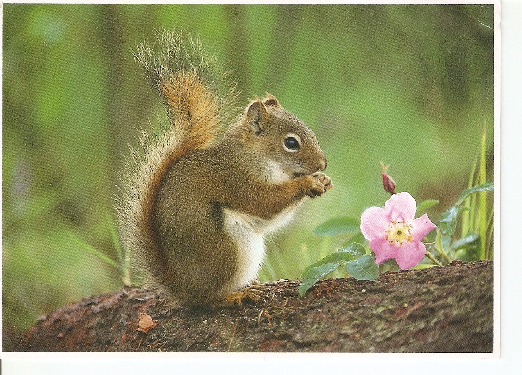Postal 039127 : Animales Silvestres de Canada
