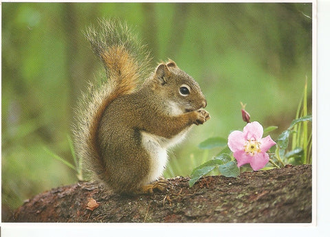 Postal 039127 : Animales Silvestres de Canada