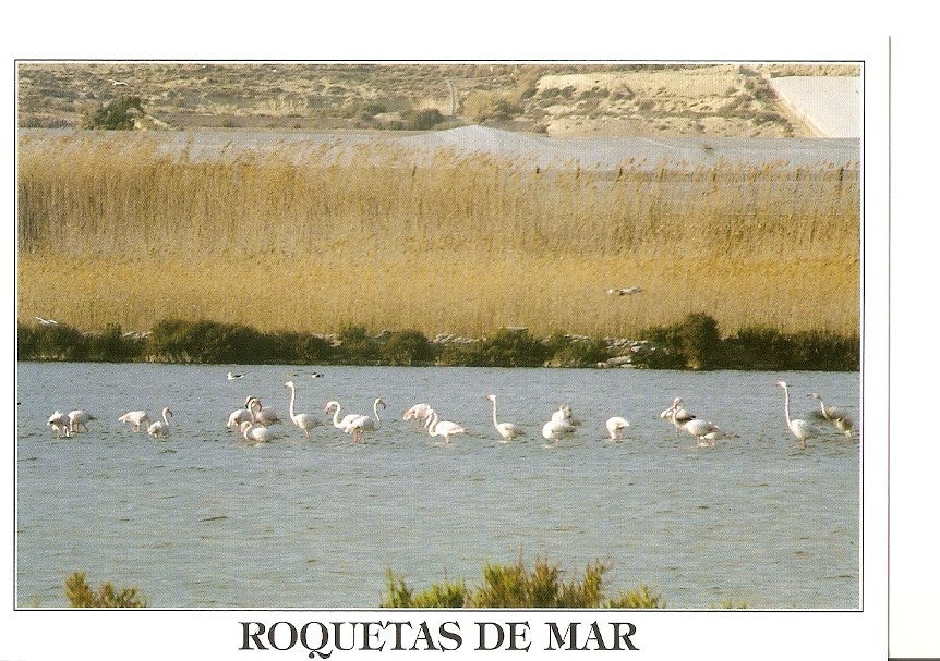 Postal 039196 : Roquetas de Mar. Parque Natural Sabinar. Flamencos