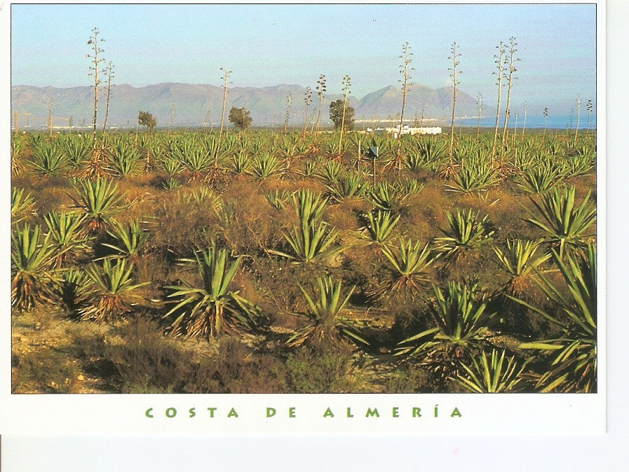 Postal 039229 : Campos de Nijar. Almeria