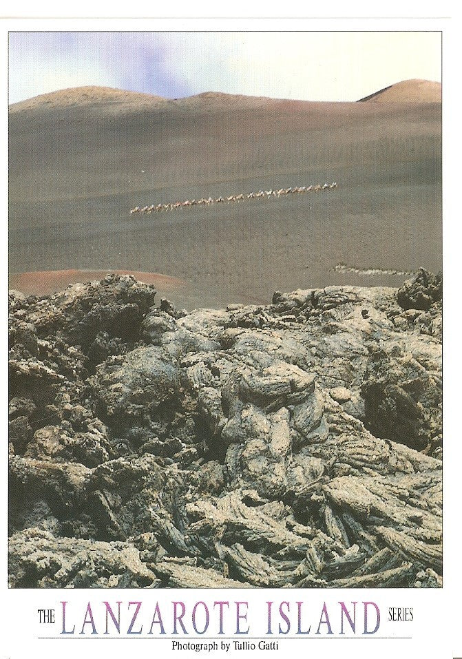 Postal 039282 : Lanzarote. Parque Nacional de Timanfaya. Camellos