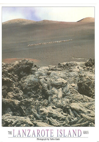 Postal 039282 : Lanzarote. Parque Nacional de Timanfaya. Camellos