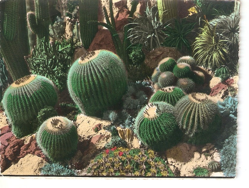 Postal 039445 : Cactus