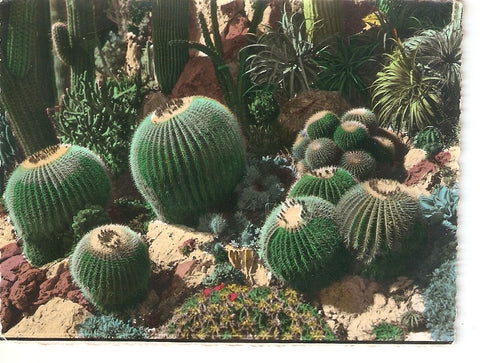 Postal 039445 : Cactus