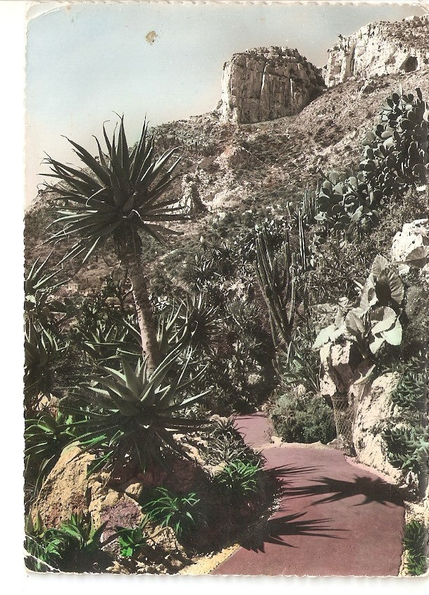 Postal 039546 : Jardin exotique de Monaco. Aloes salm-dyckiana