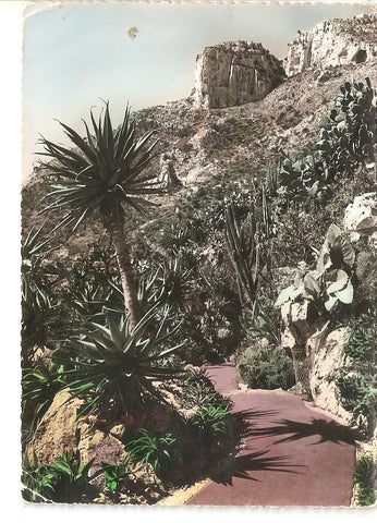 Postal 039546 : Jardin exotique de Monaco. Aloes salm-dyckiana