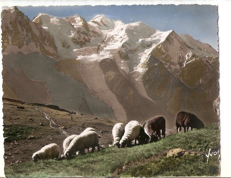 Postal 039552 : Ovejas pastando