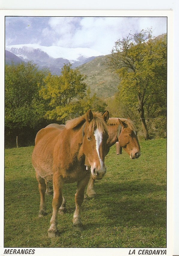 Postal 039590 : Pirineu Oriental. La Cerdanya. Meranges