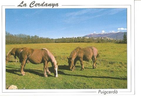 Postal 039637 : La Cerdanya. Puigcerda
