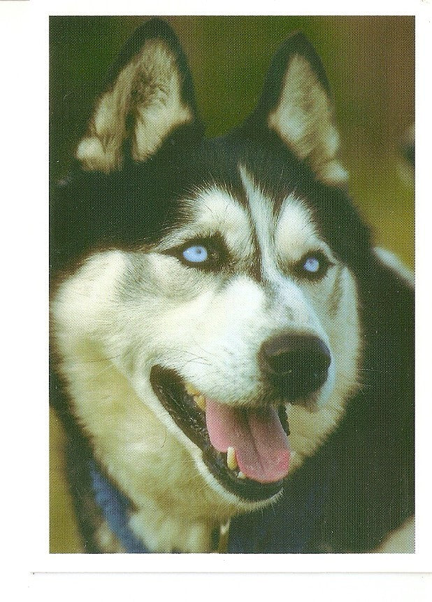 Postal 039647 : Lobo
