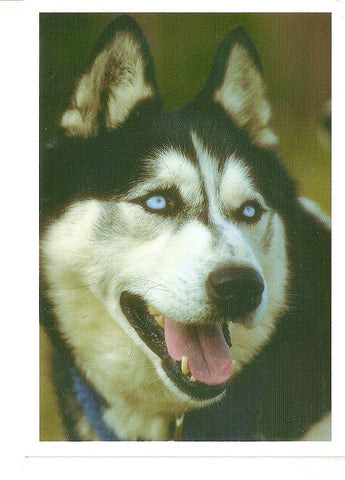 Postal 039647 : Lobo