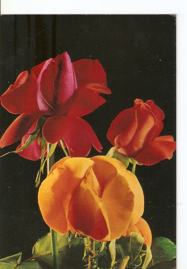 Postal 040165 : Flores
