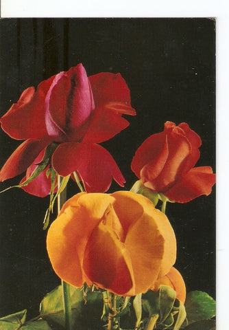 Postal 040165 : Flores