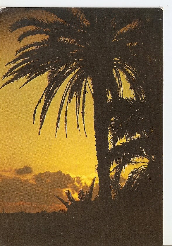 Postal 040363 : Formentera. Puesta de Sol en Sa Segui