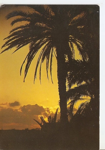 Postal 040363 : Formentera. Puesta de Sol en Sa Segui