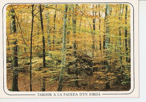 Postal 040493 : Parc Natural - Zona volcanica de la Garrotxa - santa Pau. La Fageda den Jorda