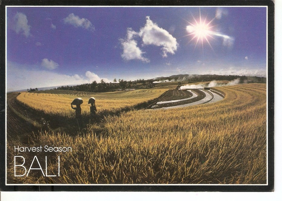 Postal 040531 : Bali. Harvest Season