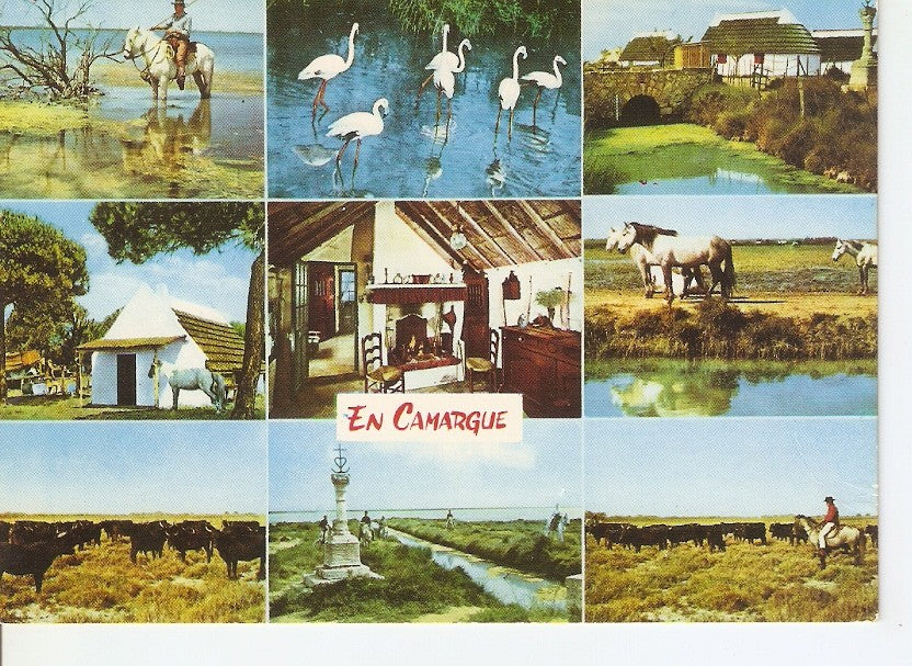 Postal 040590 : En Parcourant la Camargue