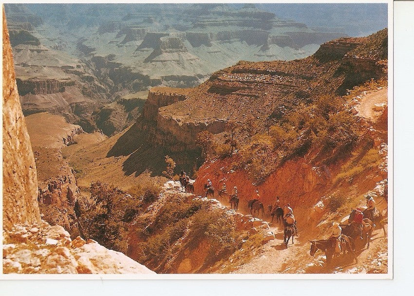 Postal 040789 : Grand Canyon National Park Arizona. Mules rides descending to the canyon floor