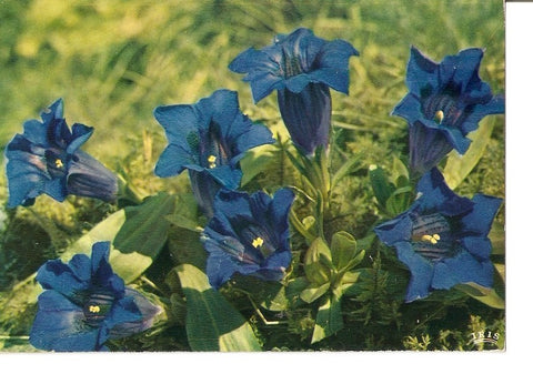 Postal 041066 : Flore de Montagne. Gentianes bleues