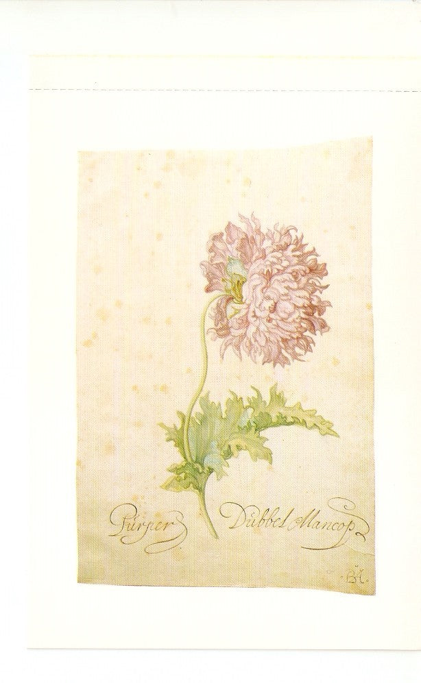 Postal 041311 : Bartholomeus Assteyn Chysanthemum 17th century. Leiden Prentenkabinet Rijksmuseum