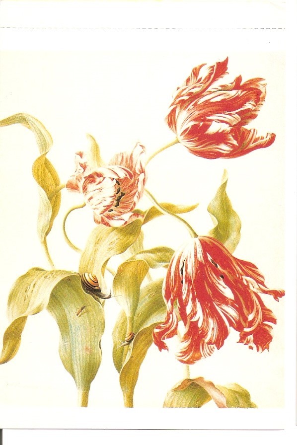 Postal 041312 : Herman Henstenburg Three Tulips C. 1700. Haarlem Teylers Museum