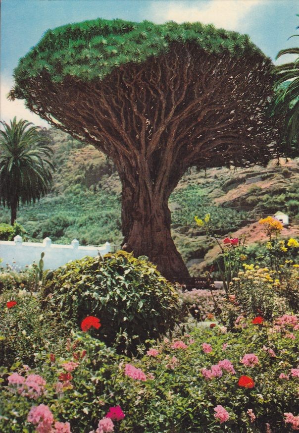 Postal 60279: Drago milenario. Icod de los Vinos (Tenerife)