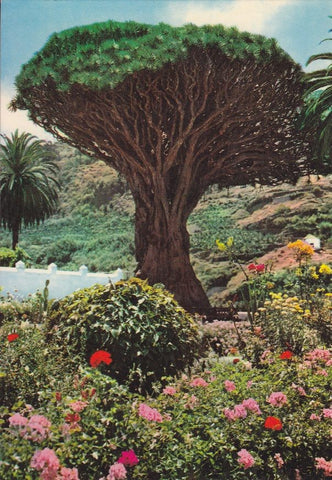 Postal 60279: Drago milenario. Icod de los Vinos (Tenerife)