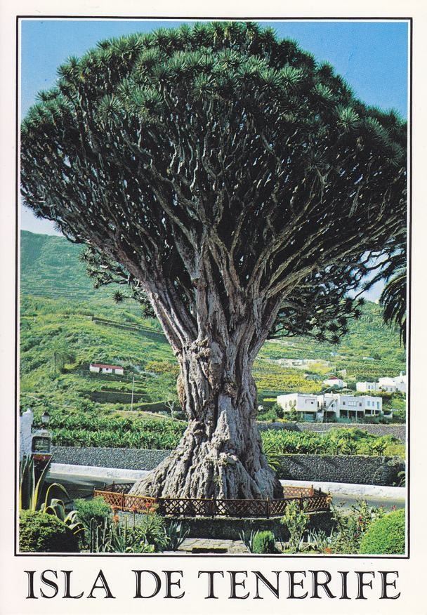 Postal 60280: Drago milenario. Icod de los Vinos (Tenerife)